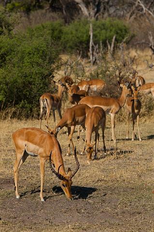 194 Linyanti, impala's.jpg